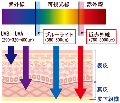 肌の奥まで光が届き、ダメージを与えます